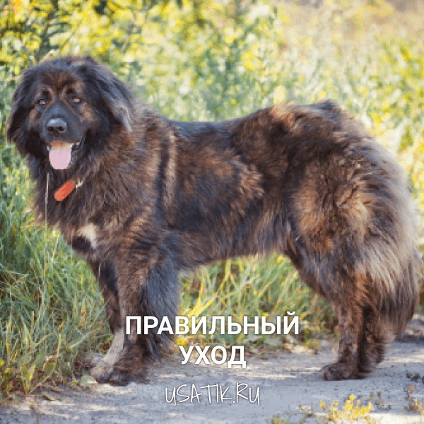 Уход за кавказскими овчарками