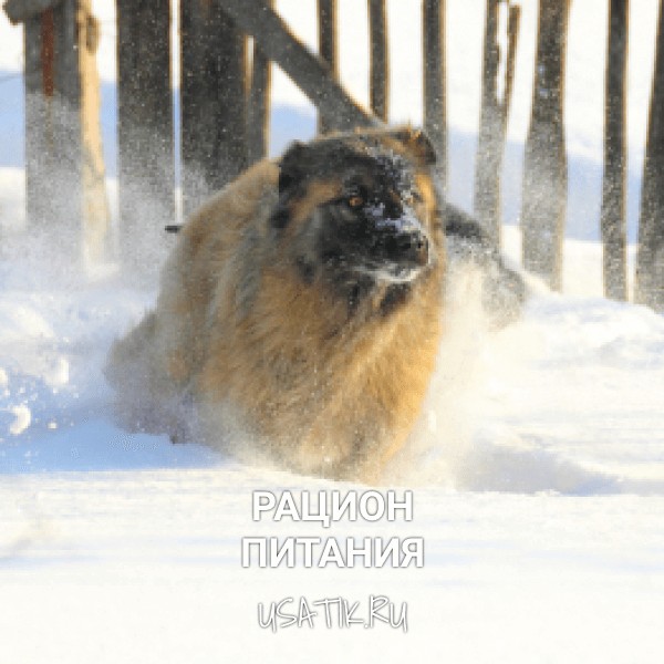 Рацион питания кавказских овчарок