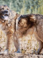 Кавказская овчарка