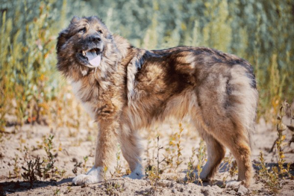 Кавказская овчарка