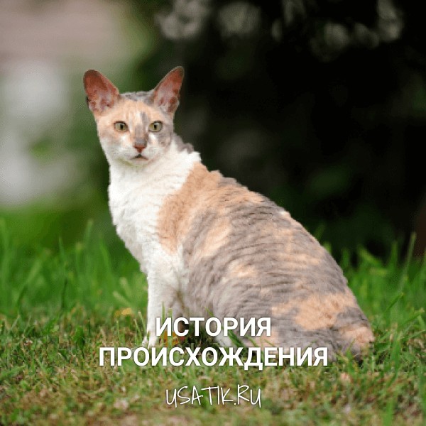 История происхождения корниш-рексов