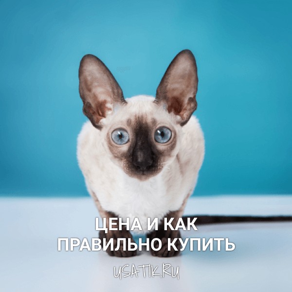 Корниш-рекс - цена и как правильно купить