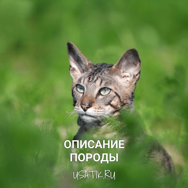Корниш-рекс - описание породы