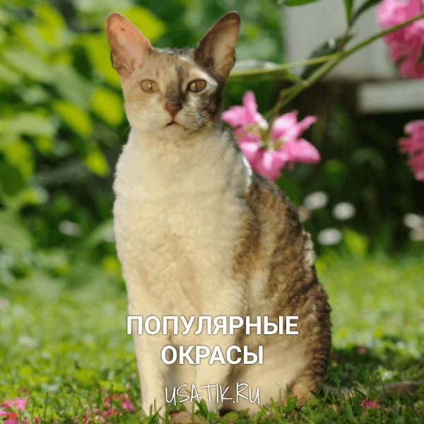 Популярные окрасы корниш-рексов