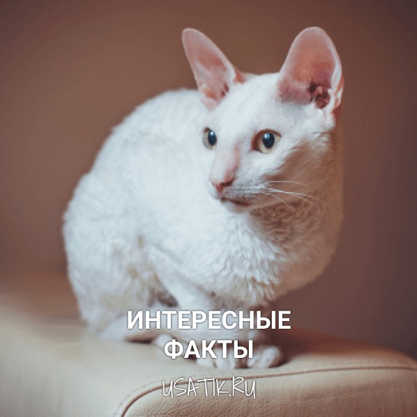 Интересные факты о корниш-рексах