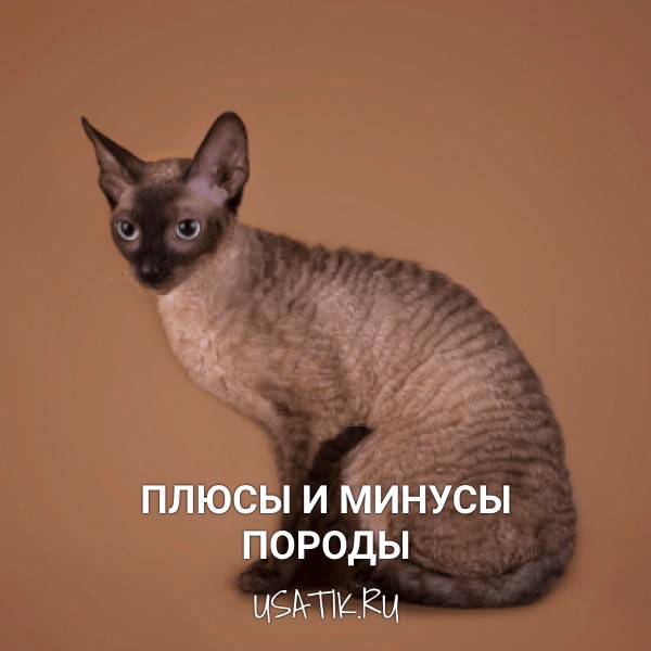 Плюсы и минусы корниш-рексов