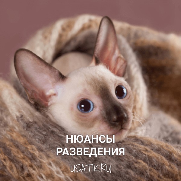 Разведение корниш-рексов
