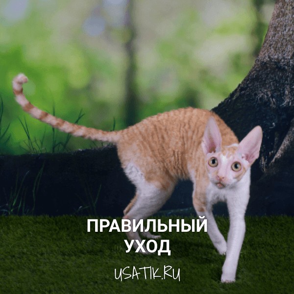 Уход за корниш-рексами