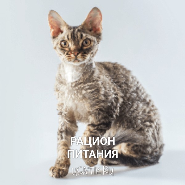 Рацион питания корниш-рексов