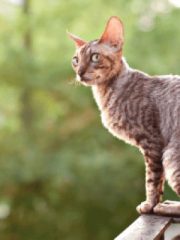 Корниш-рекс