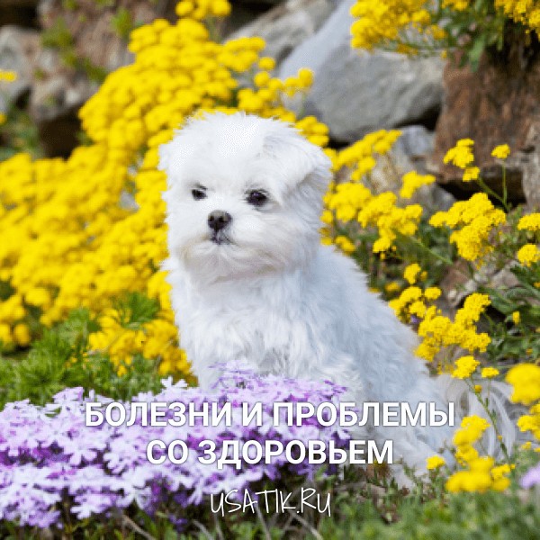 Болезни и проблемы со здоровьем