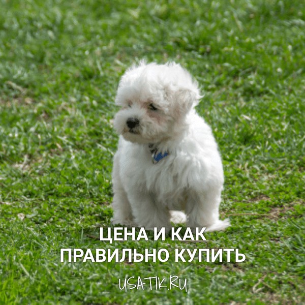 Мальтийская болонка - цена и как правильно купить