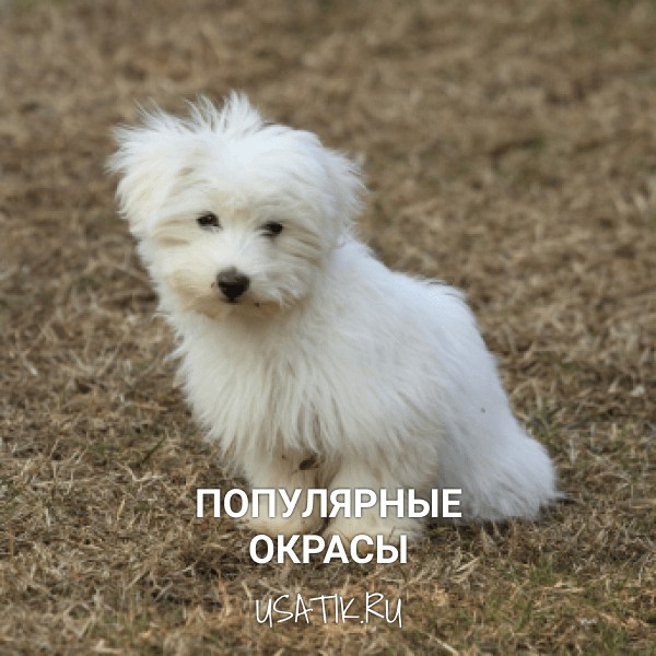 Популярные окрасы мальтийских болонок