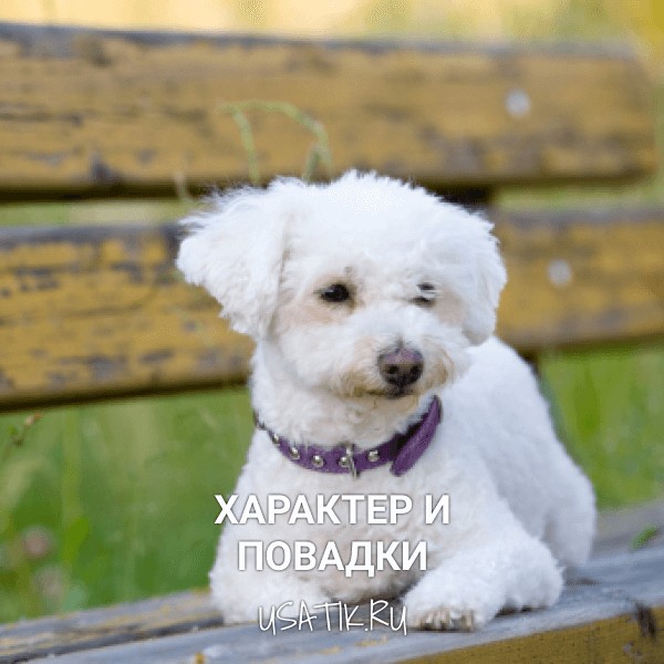 Характер и повадки мальтийских болонок