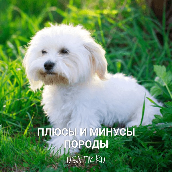 Плюсы и минусы мальтийских болонок