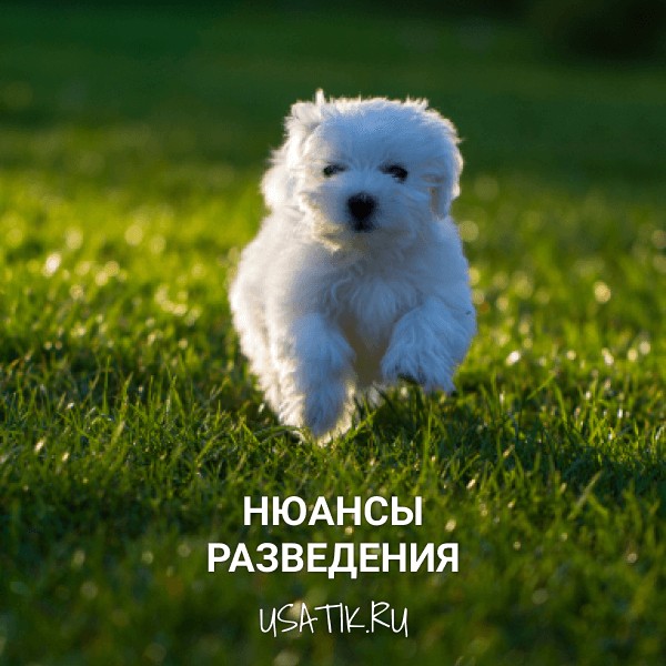 Разведение мальтийских болонок