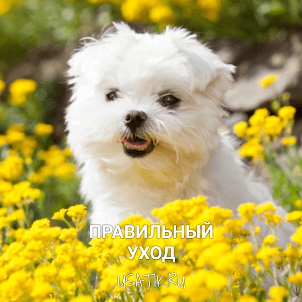 Уход за мальтийскими болонками