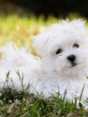 Мальтийская болонка