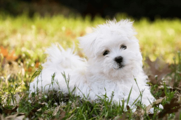 Мальтийская болонка