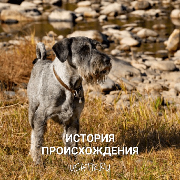 История происхождения миттельшнауцеров