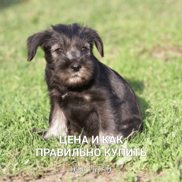 Миттельшнауцер - описание породы