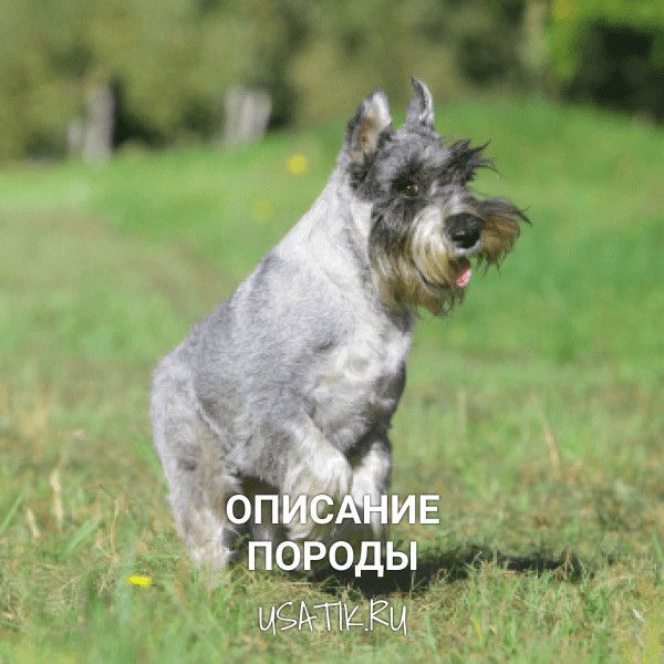 Миттельшнауцер - описание породы