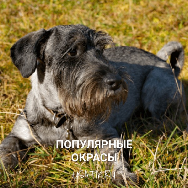 Популярные окрасы миттельшнауцеров