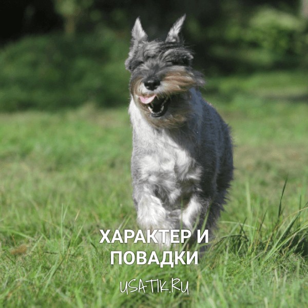 Характер и повадки миттельшнауцеров