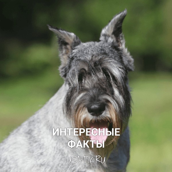 Интересные факты о миттельшнауцерах