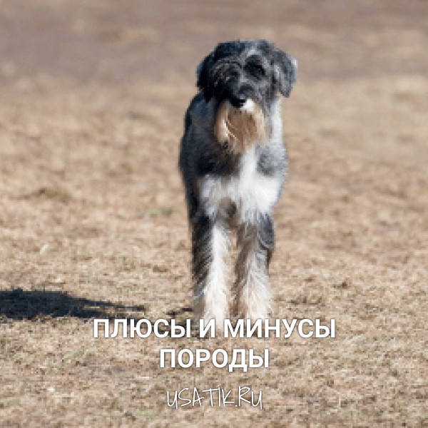 Плюсы и минусы миттельшнауцеров