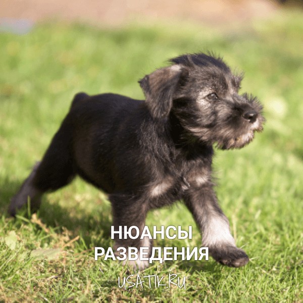 Разведение миттельшнауцеров