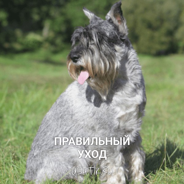Уход за миттельшнауцерами