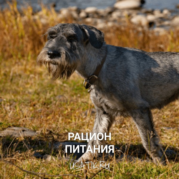 Рацион питания миттельшнауцеров