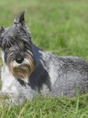 Миттельшнауцер