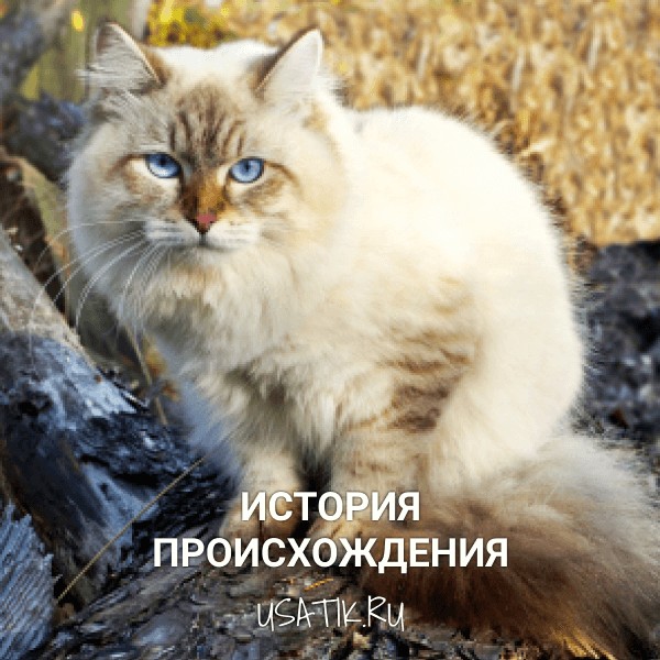 История происхождения невских маскарадных кошек