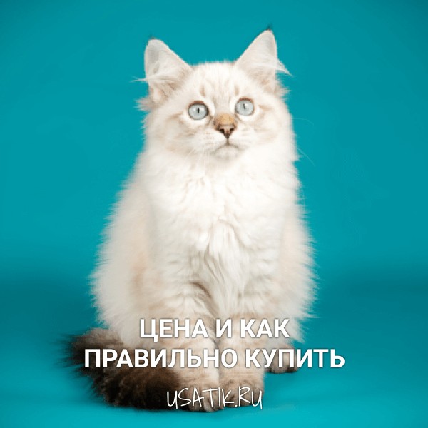 Невская маскарадная кошка - цена и как правильно купить