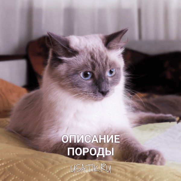 Невская маскарадная кошка - описание породы