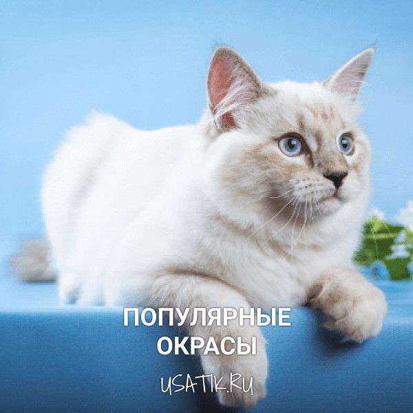Популярные окрасы невских маскарадных кошек
