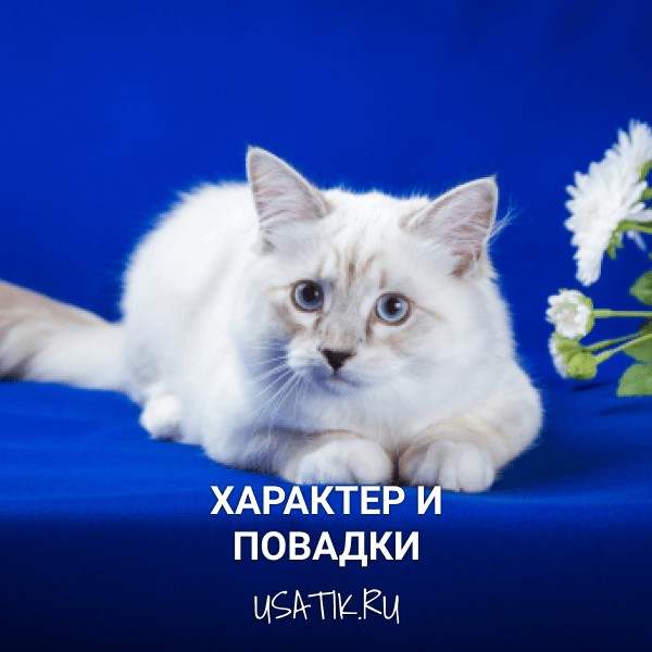 Характер и повадки невских маскарадных кошек