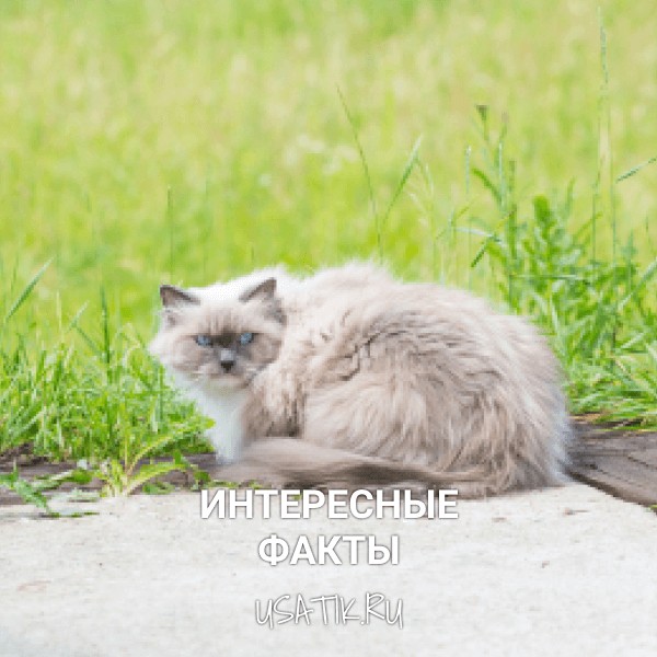 Интересные факты о невских маскарадных кошках