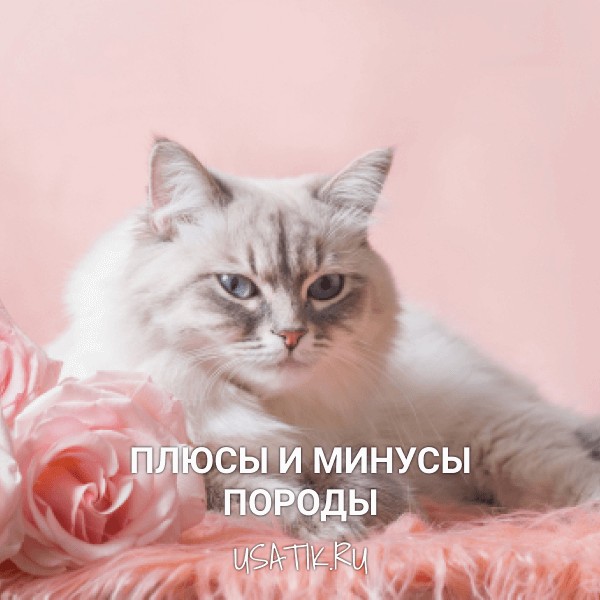 Плюсы и минусы невских маскарадных кошек