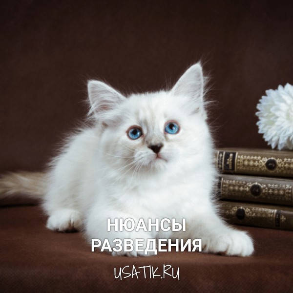 Разведение невских маскарадных кошек