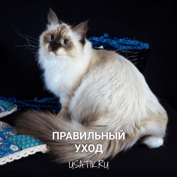 Уход за невскими маскарадными кошками