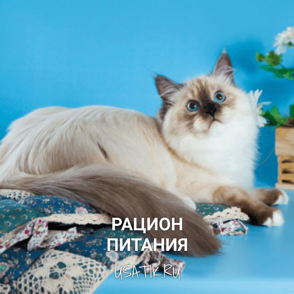 Рацион питания невских маскарадных кошек
