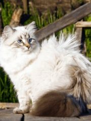 Невская маскарадная кошка