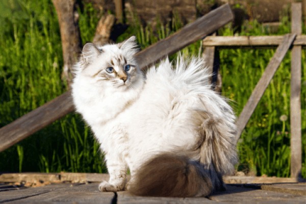 Невская маскарадная кошка