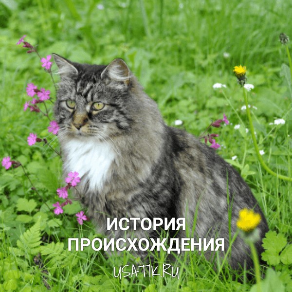 История происхождения норвежских лесных кошек