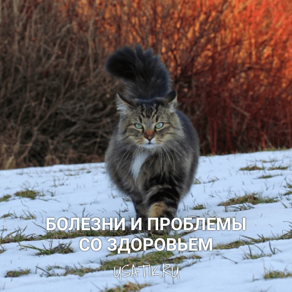 Болезни и проблемы со здоровьем