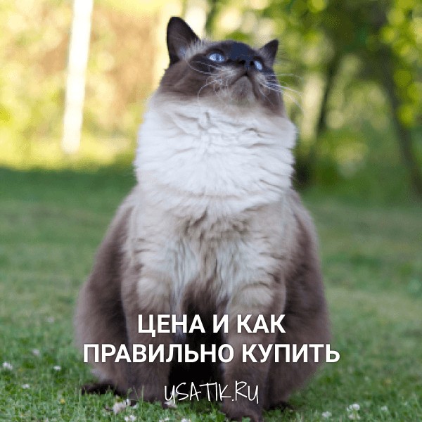 Норвежская лесная кошка - цена и как правильно купить