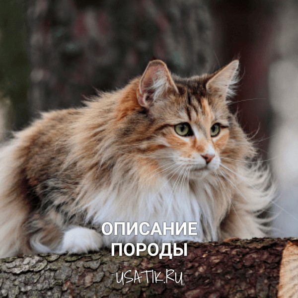 Норвежская лесная кошка - описание породы